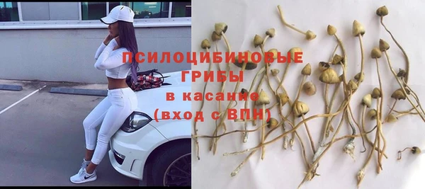 прущие грибы Белокуриха